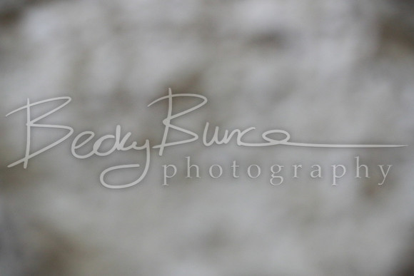 TBP_0369