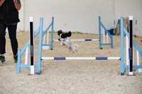 Small Dogs