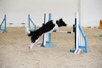 Intermediate Dogs