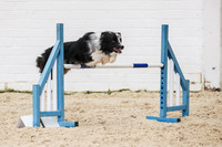 13-09 Fidos Steeplechase Show