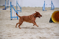 Large Dogs