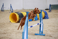Intermediate Dogs