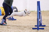 Small & Micro Dogs