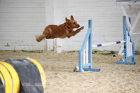 Intermediate Dogs