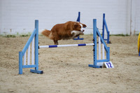 Intermediate Dogs