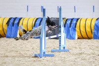 25-01 - Fidos Steeplechase Sunday