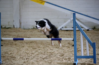 Intermediate Dogs
