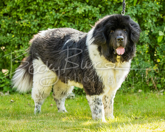 BBP_1287