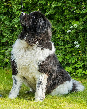 BBP_1351
