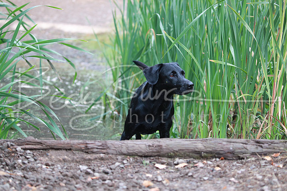 BBP_0986
